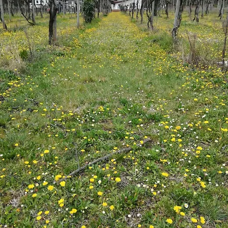 Il Rovere Lonato